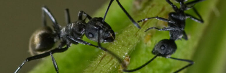 Ant Pest Control Services in Pune