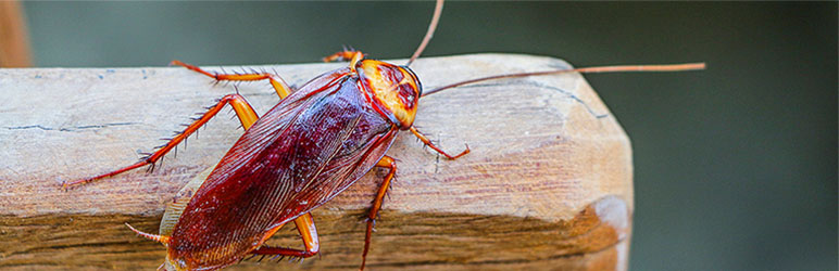 cockroach pest control in Pune