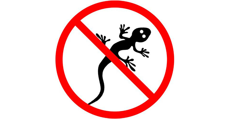 Lizard Pest Control in Pune